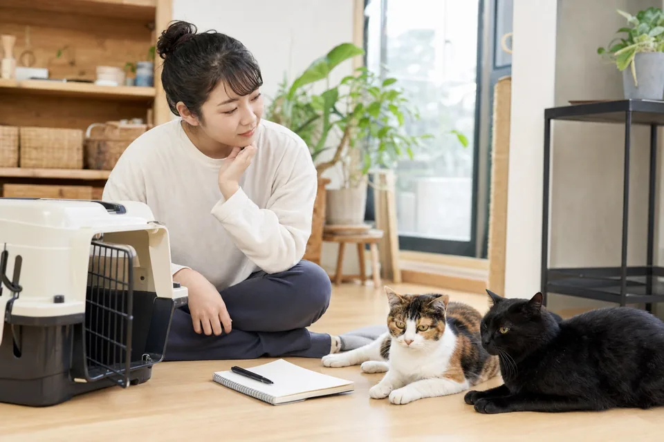 キャリーとメモを用意して三毛猫と黒猫の様子を観察する人